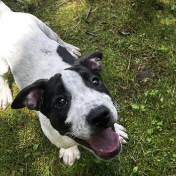 Pterodactyl -  Mixed Breed Dog for Adoption in Spruce Pine, North Carolina - Pterodactyl | PetCurious