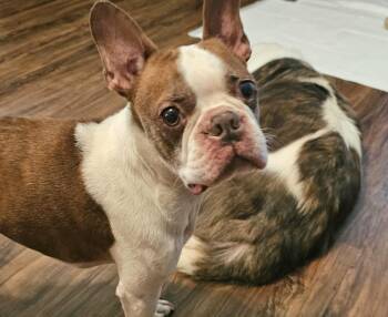 Ace -  Boston Terrier Dog for Adoption in Brooksville, Florida - Ace | PetCurious