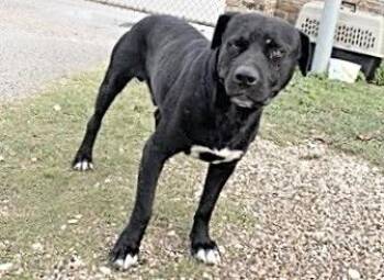 A657186 -  Pit Bull Terrier Dog for Adoption in Houston, Texas - A657186 | PetCurious