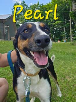 Hound Dogs Available for Adoption in Hilham, Tennessee - Pearl | PetCurious