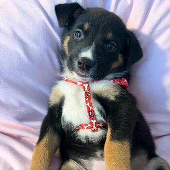 Nala (the Younger) -  Australian Cattle Dog Blue Heeler and Black Labrador Retriever Dog for Adoption in Beulaville, North Carolina - Nala (the Younger) | PetCurious