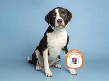 MILLIE -  Pit Bull Terrier and Mixed Breed Dog for Adoption in Phoenix, Arizona - MILLIE | PetCurious