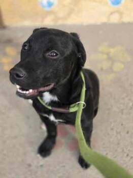 Rescue Labrador Retriever Dogs for Adoption in Canon City, Colorado - Gravy | PetCurious