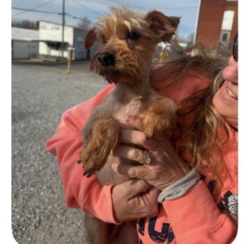 Yorkshire Terrier Dogs Available for Adoption - Greta May | PetCurious