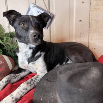 Border Collie and Cattle Dog Dogs Available for Adoption - Hansel | PetCurious
