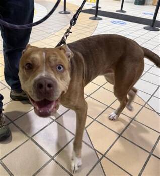 Pit Bull Terrier and Siberian Husky Dogs Available for Adoption - COURTLAND | PetCurious