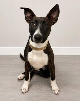 Mirabell -  Bull Terrier and American Staffordshire Terrier Dog for Adoption in Carson City, Nevada - Mirabell | PetCurious