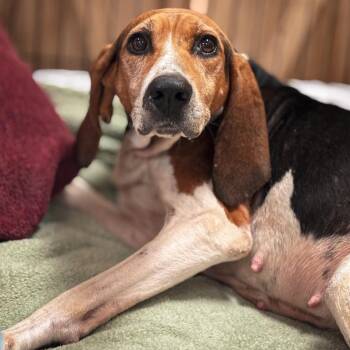 Pippa -  Coonhound Dog for Adoption in Springboro, Ohio - Pippa | PetCurious