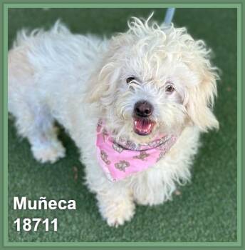 Miniature Poodle and Maltipoo Dogs Available for Adoption in Marietta, Georgia - MUÑECA | PetCurious