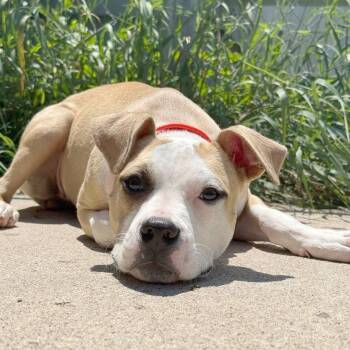 Sunny -  Mixed Breed Dog for Adoption in Owosso, Michigan - Sunny | PetCurious