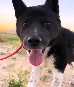 Sierra -  Akita Dog for Adoption in Romoland, California - Sierra | PetCurious