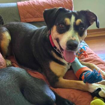 Rescue Catahoula Leopard Dog and Mixed Breed Dogs for Adoption in Baldwin, Wisconsin - Bailey | PetCurious
