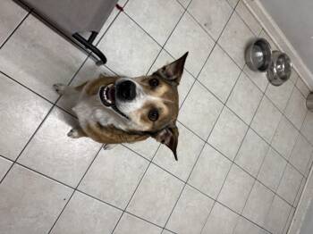 Rescue Hound Dogs for Adoption in Hendersonville, Tennessee - CJ | PetCurious