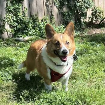Corgi Dogs Available for Adoption in Springfield, Missouri - Doug | PetCurious