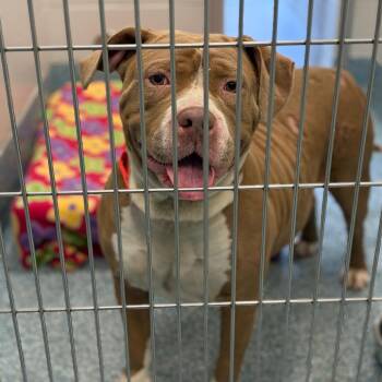 Milk -  Pit Bull Terrier Dog for Adoption in Greensboro, North Carolina - Milk | PetCurious