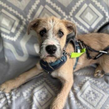 The Gatsby -  Mixed Breed Dog Available for Adoption in Toms River, New Jersey - The Gatsby | PetCurious