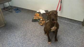 KIRA -  Pit Bull Terrier Dog for Adoption in Charlotte, North Carolina - KIRA | PetCurious