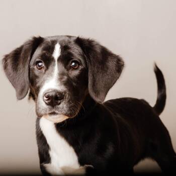 Labrador Retriever and Mixed Breed Dogs Available for Adoption - Fred D68509 | PetCurious