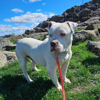Papasito -  American Bulldog Dog for Adoption in Ellensburg, Washington - Papasito | PetCurious