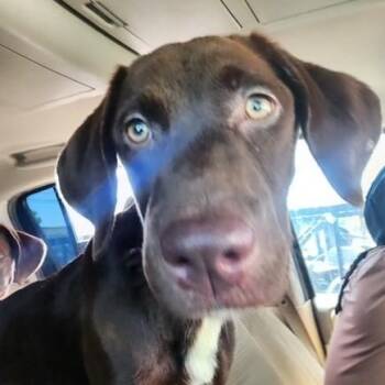 Coco Chanel -  Chocolate Labrador Retriever and Australian Shepherd Dog for Adoption in Houston, Texas - Coco Chanel | PetCurious