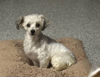 Happy dog. Breta. 8.8 lbs tiny -  Havanese Dog for Adoption in Antwerp, Ohio - Happy Dog. Breta. 8.8 Lbs Tiny | PetCurious
