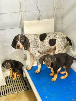 Rosemary -  Bluetick Coonhound Dog for Adoption in Elizabethtown, North Carolina - Rosemary | PetCurious