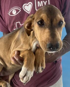 Rescue Australian Shepherd and Coonhound Dogs for Adoption in Brookshire, Texas - Febee - Local Dec 19-21 | PetCurious