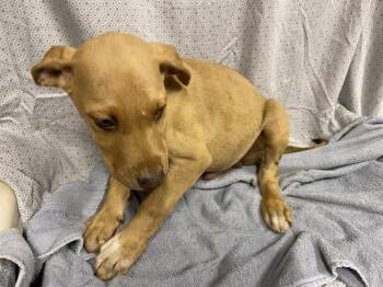Vizsla and Mixed Breed Dogs Available for Adoption in Modesto, California - FREDDY | PetCurious