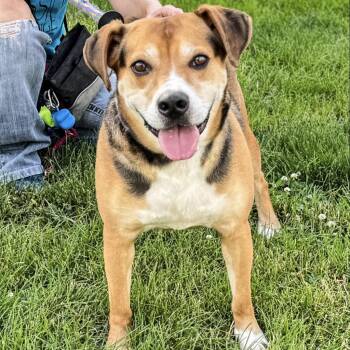 Buster -  Mixed Breed Dog for Adoption in Davenport, Iowa - Buster | PetCurious