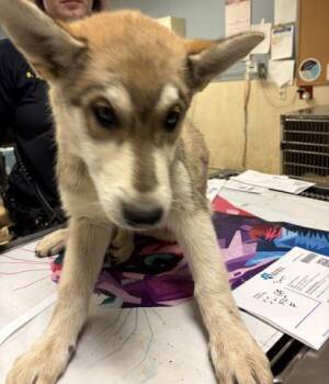SNICKERDOODLE -  German Shepherd Dog Dog for Adoption in Riverside, California - SNICKERDOODLE | PetCurious