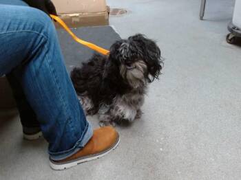 CHEVRON -  Poodle and Mixed Breed Dog for Adoption in Albuquerque, New Mexico - CHEVRON | PetCurious