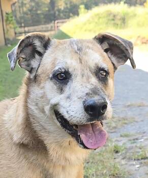 Rescue Anatolian Shepherd and Catahoula Leopard Dog Dogs for Adoption in Cleveland, Tennessee - Huck | PetCurious