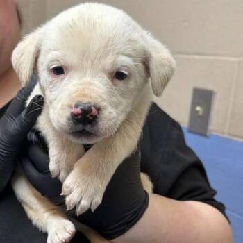 Mixed Breed Dogs Available for Adoption in Gadsden, Alabama - Elsie | PetCurious