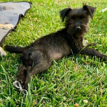 Mattie -*Available 7/11*Chino Hills Location -  Terrier and Mixed Breed Dog for Adoption in Chino Hills, California - Mattie -*Available 7/11*Chino Hills Location | PetCurious