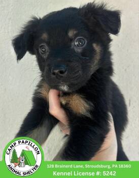 Bits -  Bernese Mountain Dog and Rottweiler Dog for Adoption in Stroudsburg, Pennsylvania - Bits | PetCurious