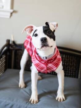 Pit Bull Terrier Dogs Available for Adoption - Frida | PetCurious