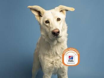 OLIVER -  German Shepherd Dog Dog for Adoption in Phoenix, Arizona - OLIVER | PetCurious