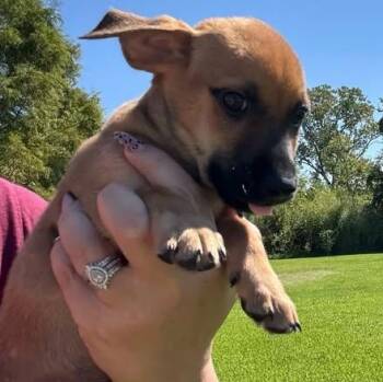 Paco -  Chiweenie Dog for Adoption in Crosby, Texas - Paco | PetCurious