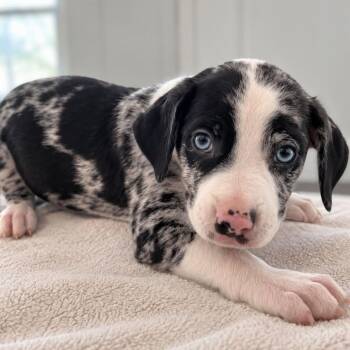 Nightcrawler -  Australian Shepherd and Shepherd Dog for Adoption in Tampa, Florida - Nightcrawler | PetCurious
