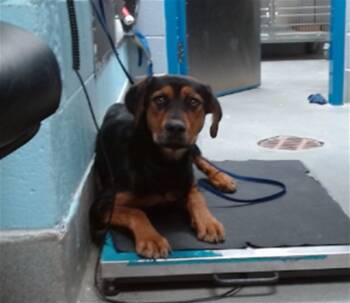 Rescue Rottweiler and Mixed Breed Dogs for Adoption in Albuquerque, New Mexico - COURAGE | PetCurious