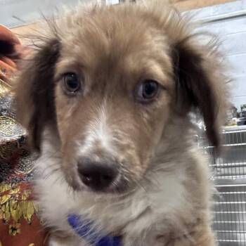 Mixed Breed Dogs Available for Adoption in Corbin, Kentucky - Aurora | PetCurious