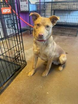 Rescue Mixed Breed Dogs for Adoption in Page, Arizona - Jody | PetCurious
