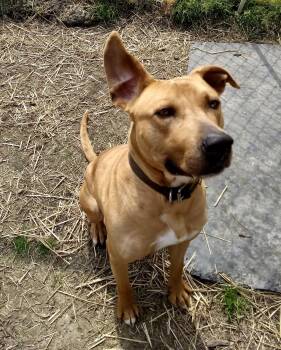Catahoula Leopard Dog Dogs Available for Adoption - Bruce | PetCurious