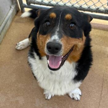 Border Collie and Australian Shepherd Dogs Available for Adoption in Spokane, Washington - Howdy | PetCurious