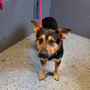 TUSC-Stray-85183 -  Shepherd Dog for Adoption in Tuscaloosa, Alabama - TUSC-Stray-85183 | PetCurious