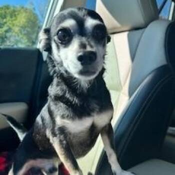 Rescue Chihuahua Dogs for Adoption in Tulsa, Oklahoma - Trident | PetCurious