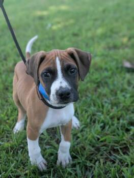 Clark Gable -  Boxer and Mixed Breed Dog for Adoption in Aiken, South Carolina - Clark Gable | PetCurious