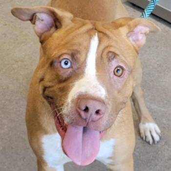 Rook -  Mixed Breed Dog for Adoption in Las Cruces, New Mexico - Rook | PetCurious