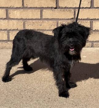 Winston -  Miniature Schnauzer Dog for Adoption in Columbus, Nebraska - Winston | PetCurious