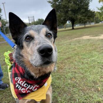 Mike (Corvallis, OR) -  Australian Cattle Dog Blue Heeler and Cattle Dog Dog for Adoption in Mount Vernon, Washington - Mike (Corvallis, OR) | PetCurious